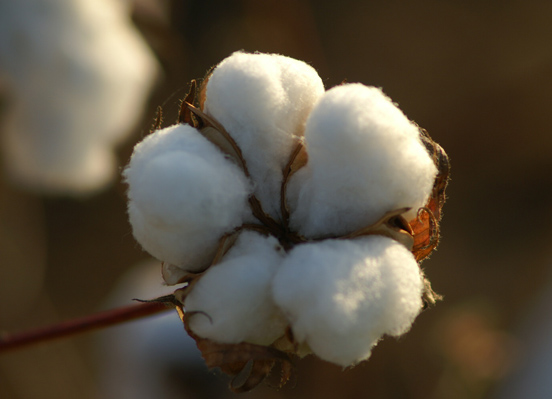 cotton flower